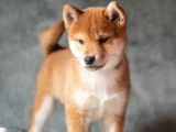 Mise en vente de 3 chiots mâles Shiba Inu LOF