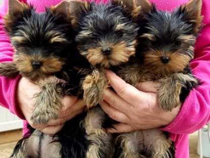 Hiots Yorkshire LOF voir les photos