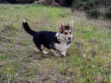 Adorables chiots Corgi LOF à vendre