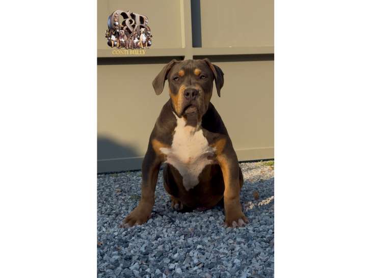 American Bully XXL à vendre