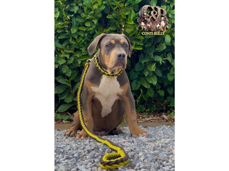 American Bully XXL à vendre