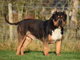 American Bully XXL à vendre
