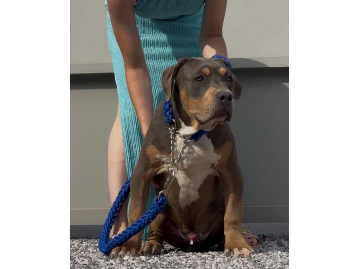 American Bully XXL à vendre