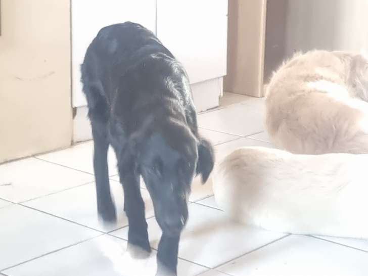 Chiots Flat Coated Retriever à vendre