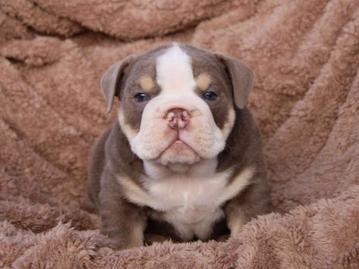 Chiots Bouledogue Anglais à vendre