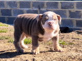 Chiots Bouledogue Anglais à vendre