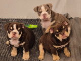 Chiots Bouledogue Anglais à vendre