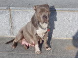 Chiots American Bully XL à vendre