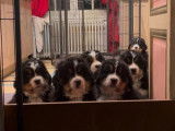 Chiots Bouvier Bernois LOF à vendre