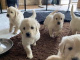 Disponible de suite 1 chiot Golden Retriever mâle LOF