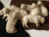 Disponible de suite 1 chiot Golden Retriever mâle LOF