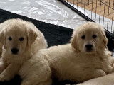 Disponible de suite 1 chiot Golden Retriever mâle LOF