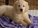 Disponible de suite 1 chiot Golden Retriever mâle LOF