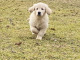 Disponible de suite 1 chiot Golden Retriever mâle LOF