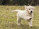 Disponible de suite 1 chiot Golden Retriever mâle LOF