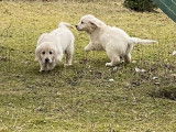 Disponible de suite 1 chiot Golden Retriever mâle LOF