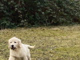 Disponible de suite 1 chiot Golden Retriever mâle LOF