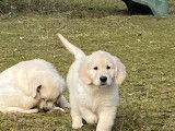 Disponible de suite 1 chiot Golden Retriever mâle LOF