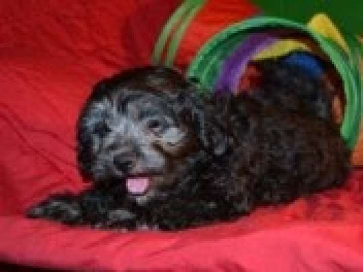 Chiots Maltipoo nouvellement sevrés à vendre