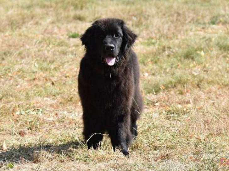 Splendides grands chiots Terre-Neuve LOF à vendre