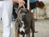 Champion Cane Corso disponible pour saillie