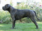 Champion Cane Corso disponible pour saillie