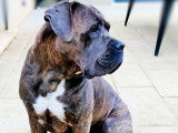Champion Cane Corso disponible pour saillie