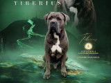 Champion Cane Corso disponible pour saillie