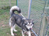 5 chiots Malamute d'Alaska LOF à réserver