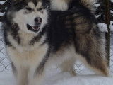 5 chiots Malamute d'Alaska LOF à réserver