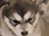 5 chiots Malamute d'Alaska LOF à réserver