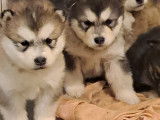 5 chiots Malamute d'Alaska LOF à réserver