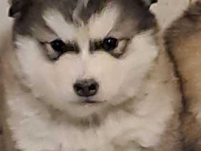 5 chiots Malamute d'Alaska LOF à réserver