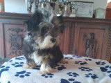 Chiots de race Bichon Havanais à vendre (2 femelles & 3 mâles)