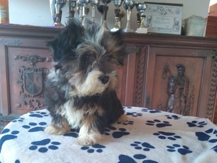 Chiots de race Bichon Havanais à vendre (2 femelles & 3 mâles)