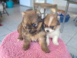 Chiots de race Spitz Allemand à vendre (2 femelles & 2 mâles)