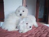 Chiots de race Bichon Maltais à vendre (2 mâles)