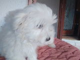 Chiots de race Bichon Maltais à vendre (2 mâles)