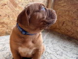 Chiots Dogue de Bordeaux à vendre