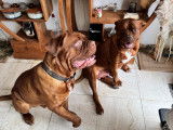 Chiots Dogue de Bordeaux à vendre