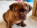 Chiots Dogue de Bordeaux à vendre
