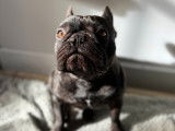 Mâle Bouledogue Français bringé LOF disponible pour saillie