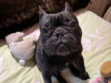 Mâle Bouledogue Français bringé LOF disponible pour saillie
