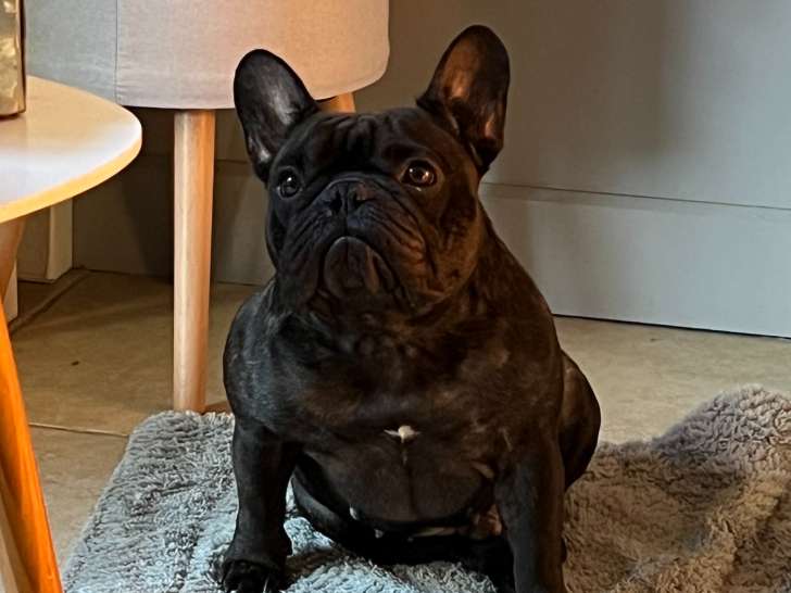 Mâle Bouledogue Français bringé LOF disponible pour saillie