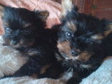 Chiots de race Yorkshire Terrier à vendre (3 femelles)