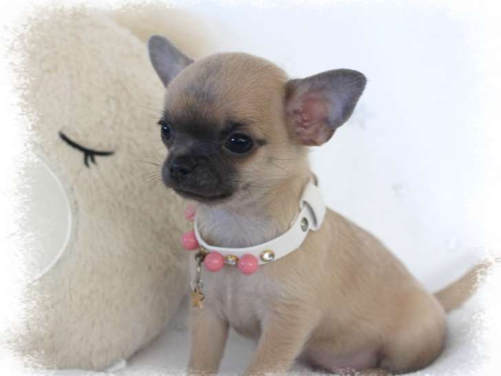 Chiot Mâle Chihuahua LOF Blue Fawn