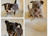 Chiots de type Chihuahua à vendre (3 mâles)