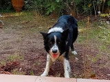 Cherche femelle Border Collie pour saillie