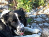 Cherche femelle Border Collie pour saillie