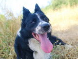 Cherche femelle Border Collie pour saillie